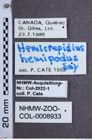 Etiketten zu Hemicrepidius hemipodus (NHMW-ZOO-COL-0008933)